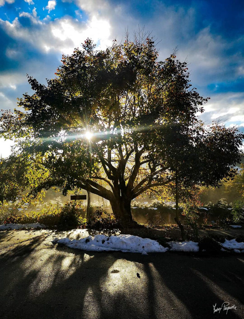 Photo d'un grand arbre avec le soleil qui traverse ses feuilles
