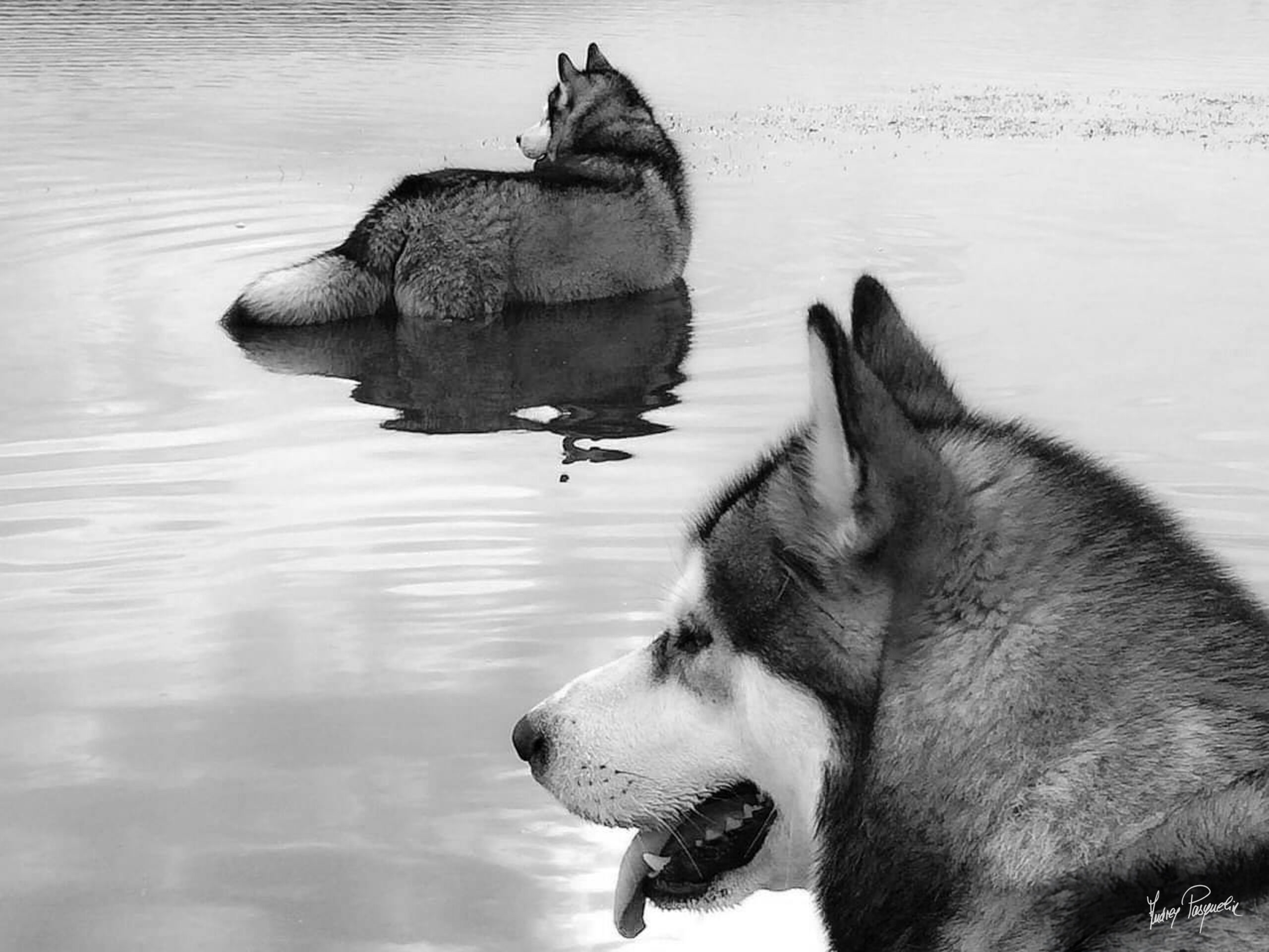 Photo en noir et blanc de deux chien dans l'eau