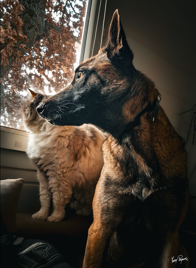 Photo d'n chien et d'un chat entrain de regarder par la fenêtre.